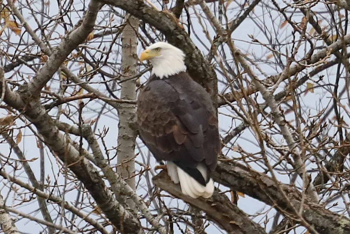 orel bělohlavý - ML644725149