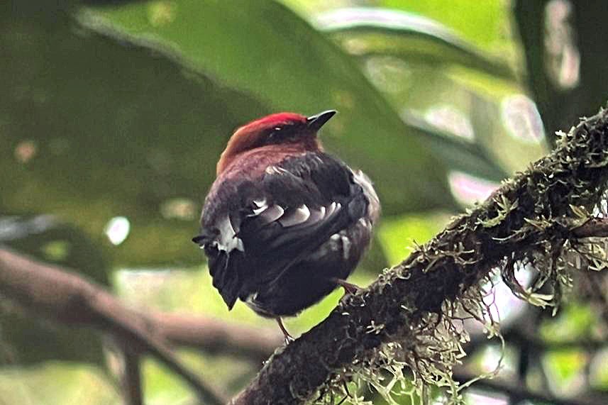 Club-winged Manakin - ML644725150