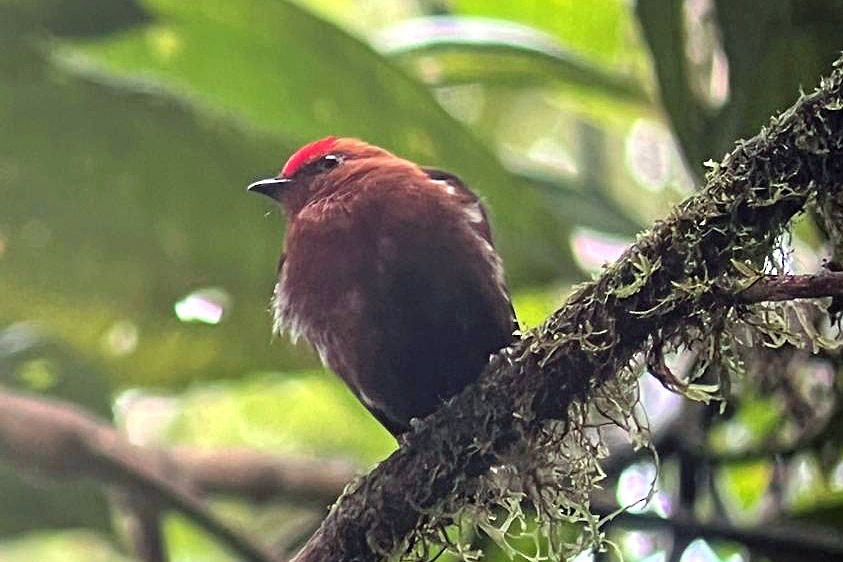 Club-winged Manakin - ML644725151