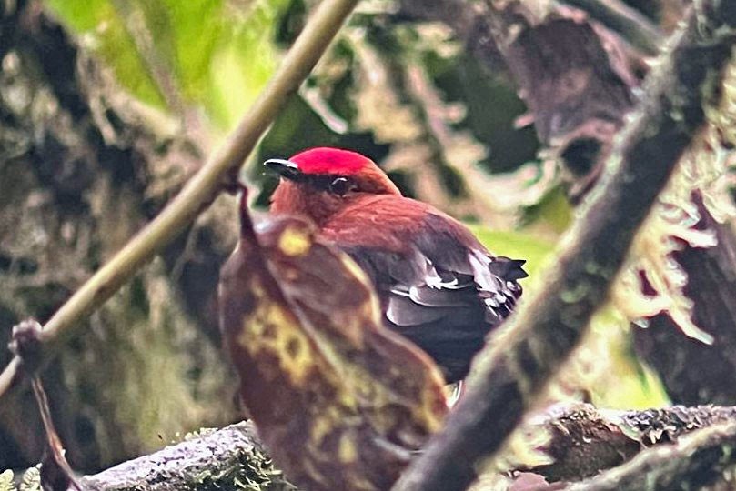 Club-winged Manakin - ML644725152