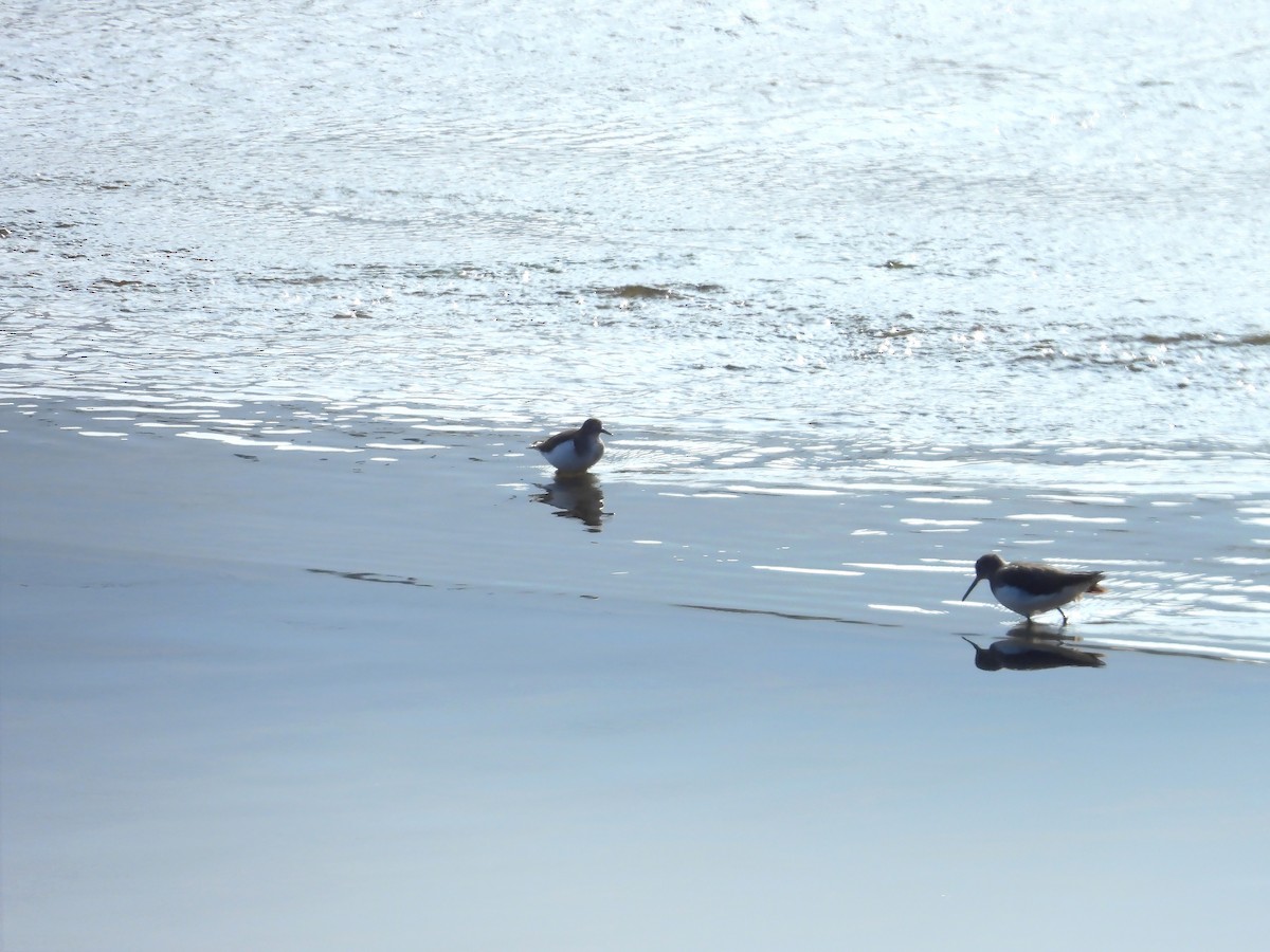 vodouš kropenatý - ML644725155