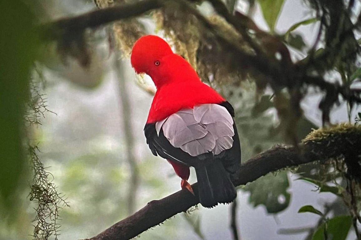 skalňák andský - ML644725156