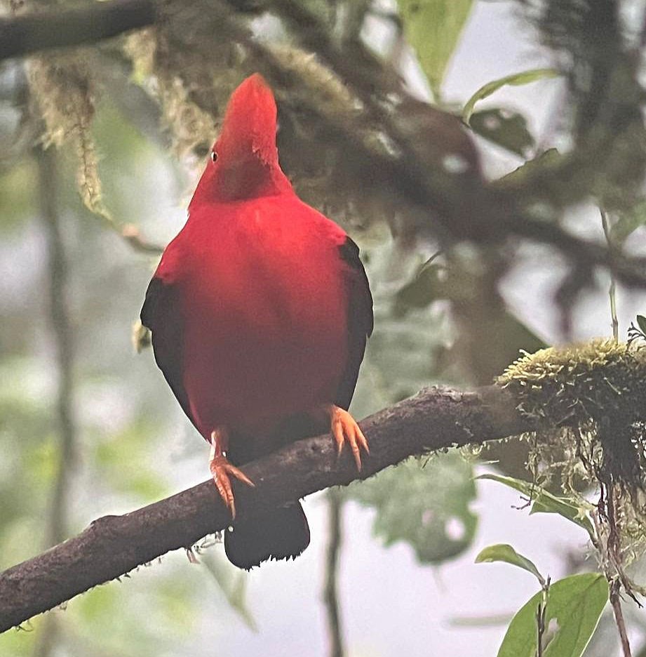 skalňák andský - ML644725157