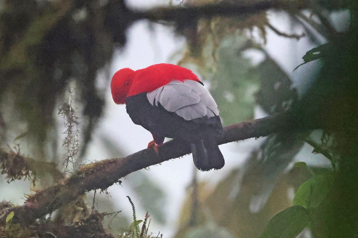 skalňák andský - ML644725159