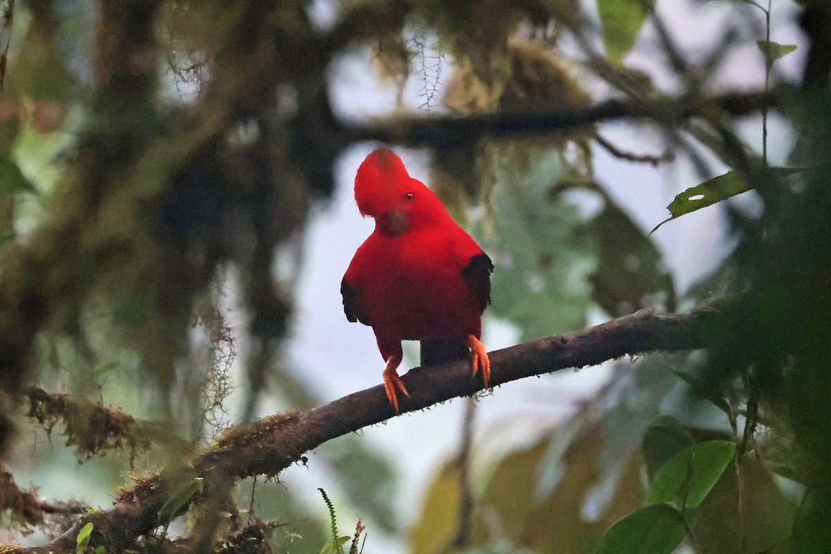 skalňák andský - ML644725161