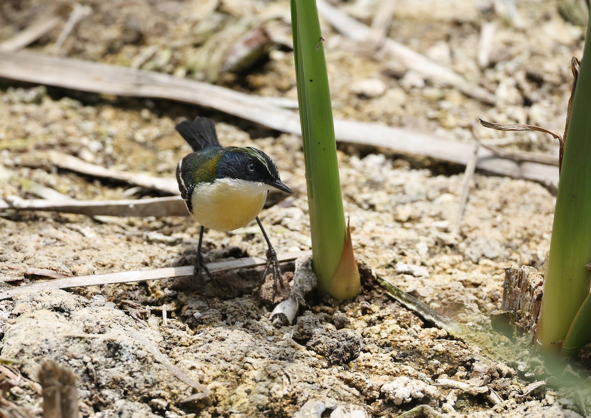 Many-colored Rush Tyrant - ML644725183