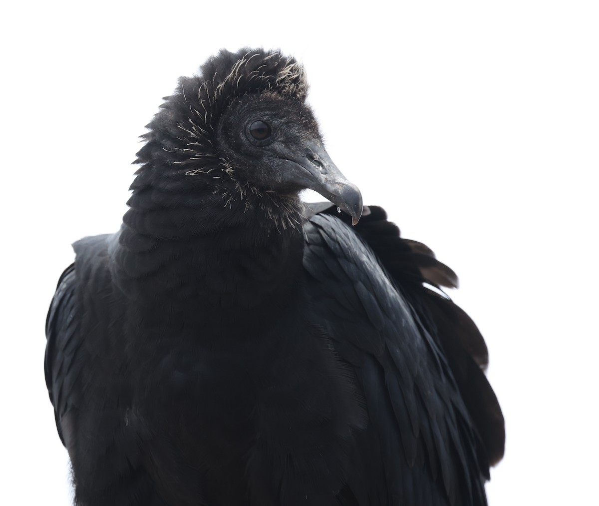 Black Vulture - ML644725188