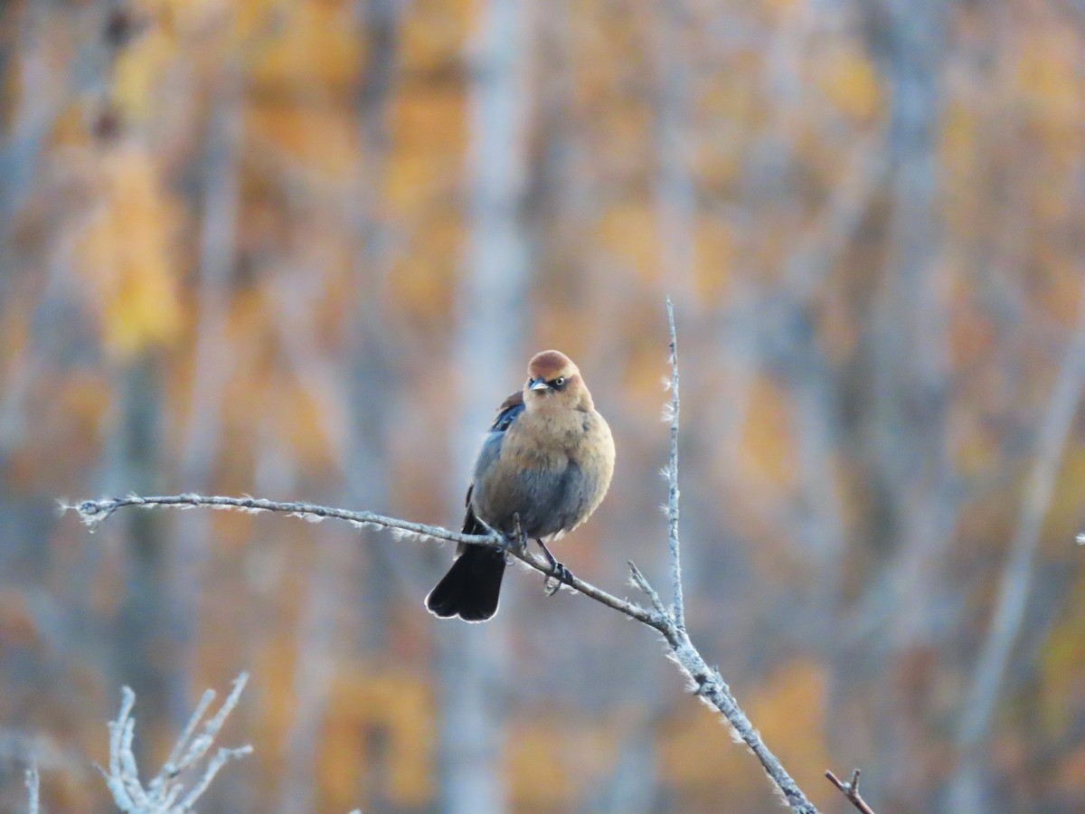 Rusty Blackbird - ML644725189