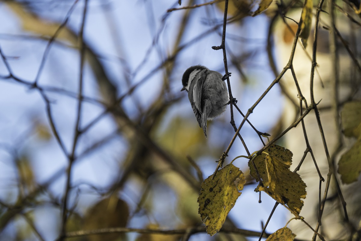 Black-capped Chickadee - ML644725193