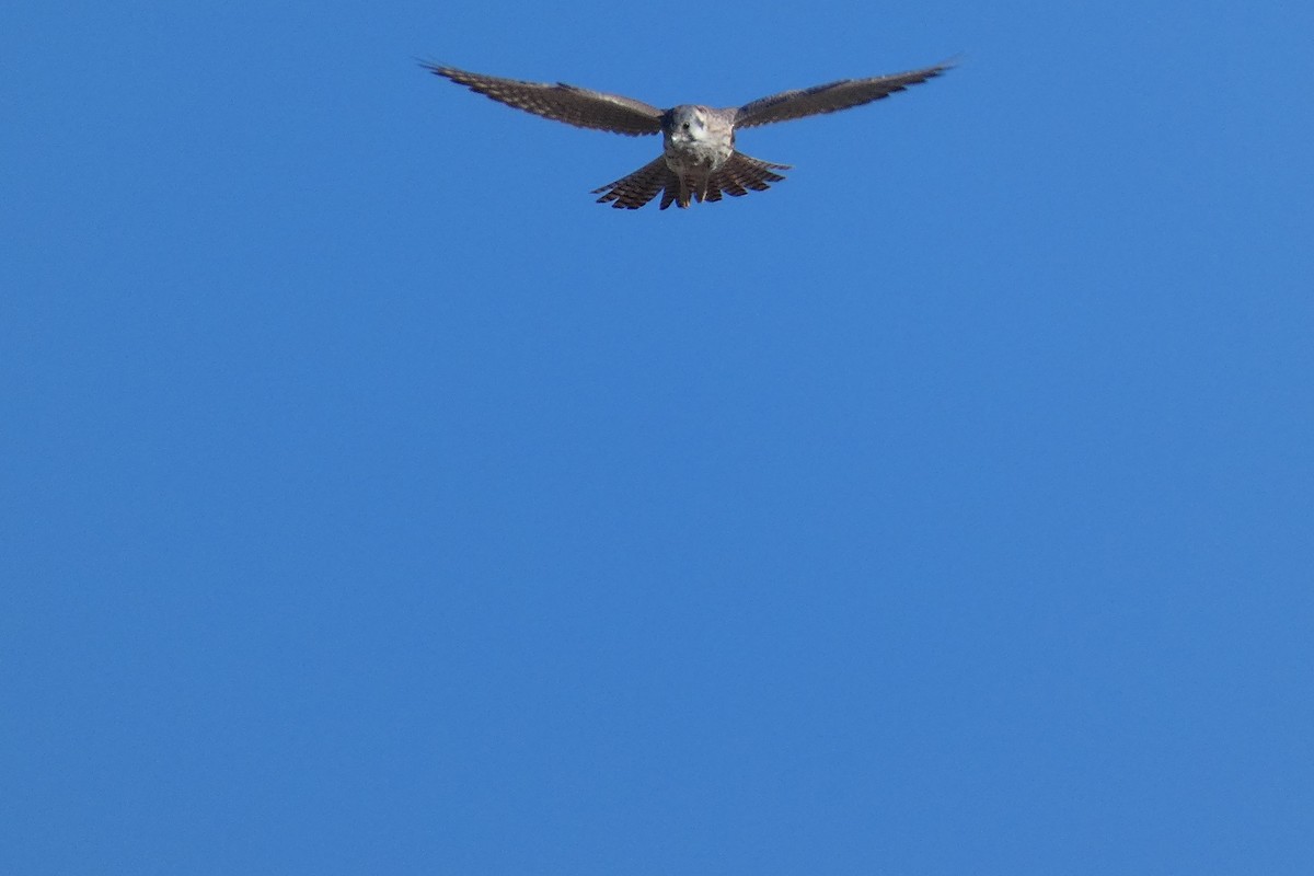 American Kestrel - ML644725207