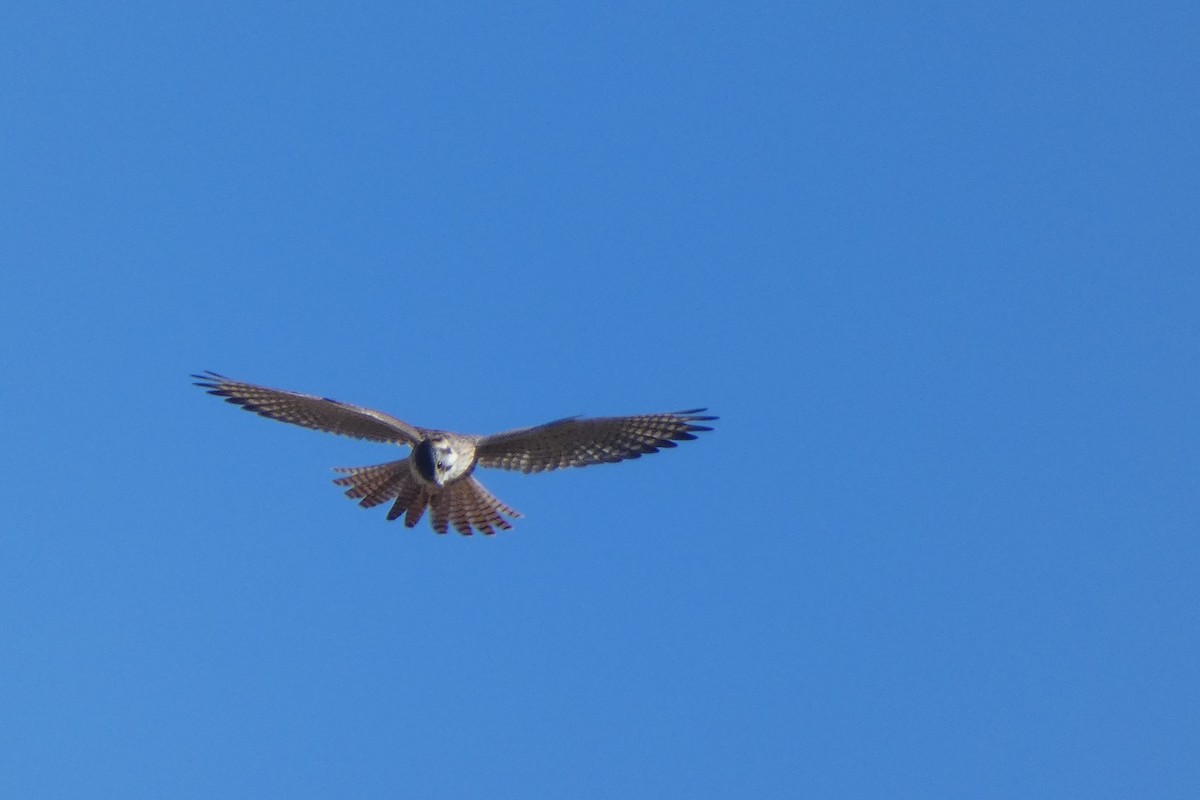 American Kestrel - ML644725210