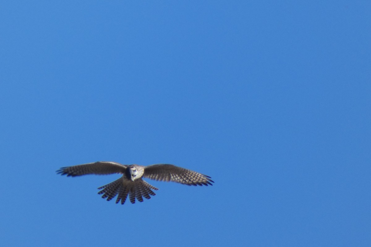 American Kestrel - ML644725211
