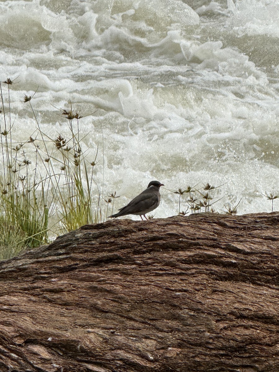 Rock Pratincole - ML644725220