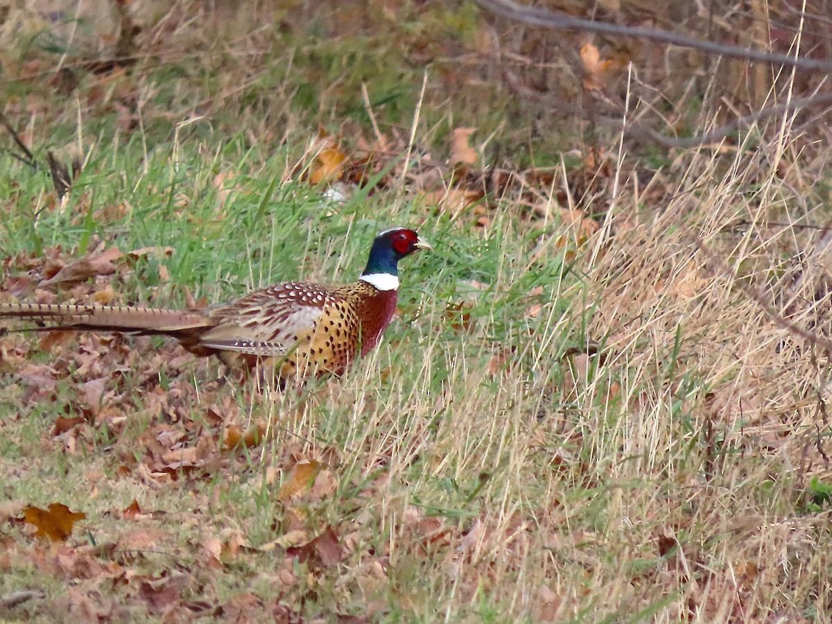 Ring-necked Pheasant - ML644725230