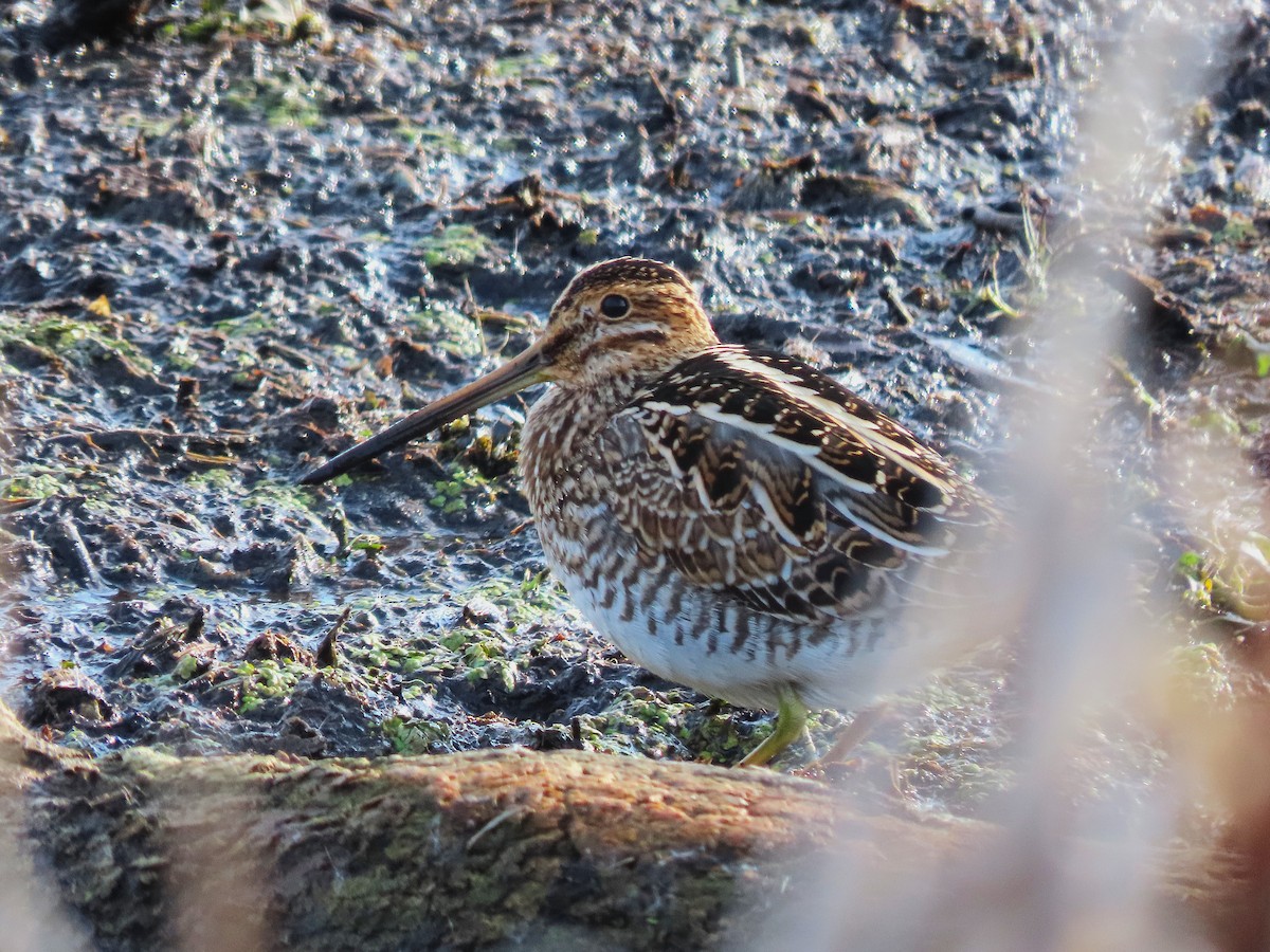 Wilson's Snipe - ML644725235