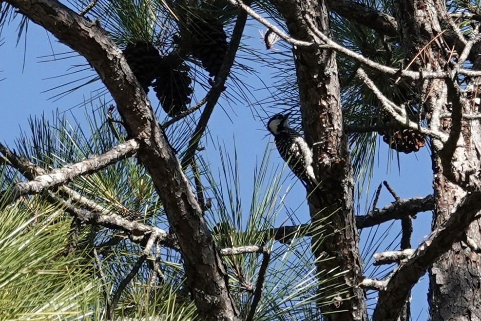Red-cockaded Woodpecker - ML644725236