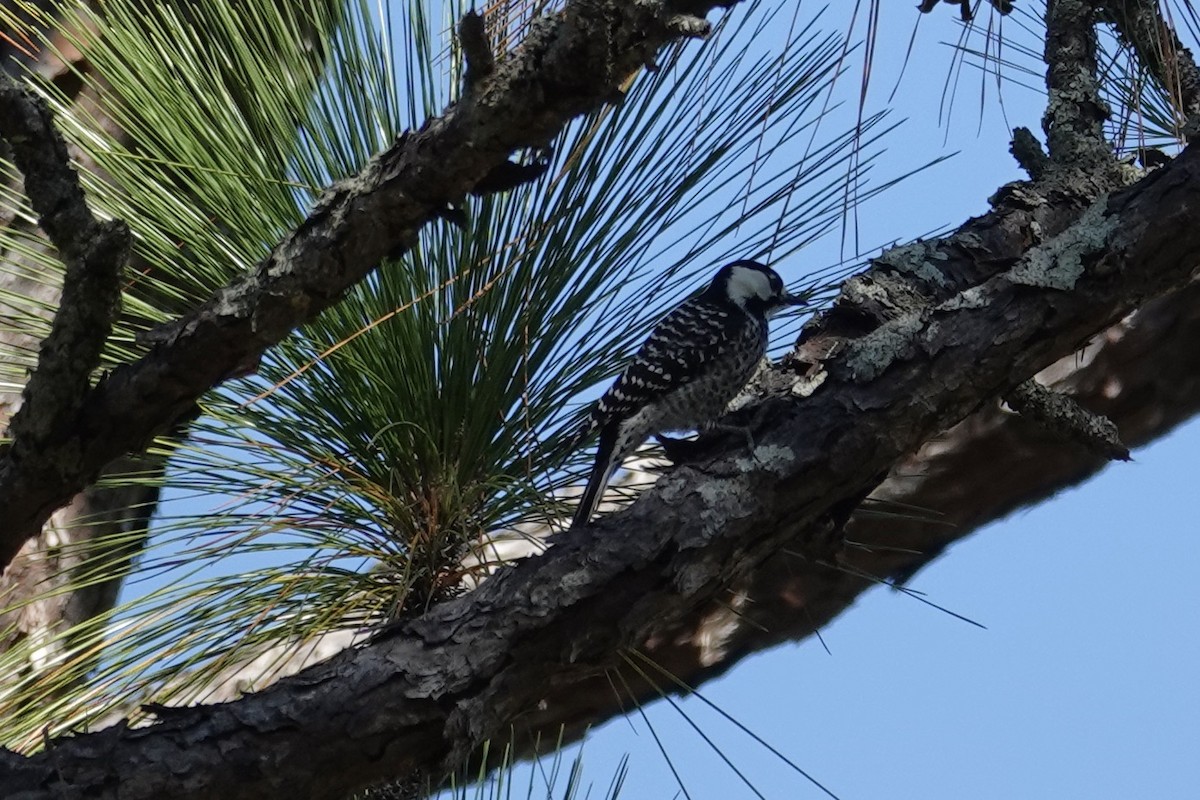 Red-cockaded Woodpecker - ML644725237