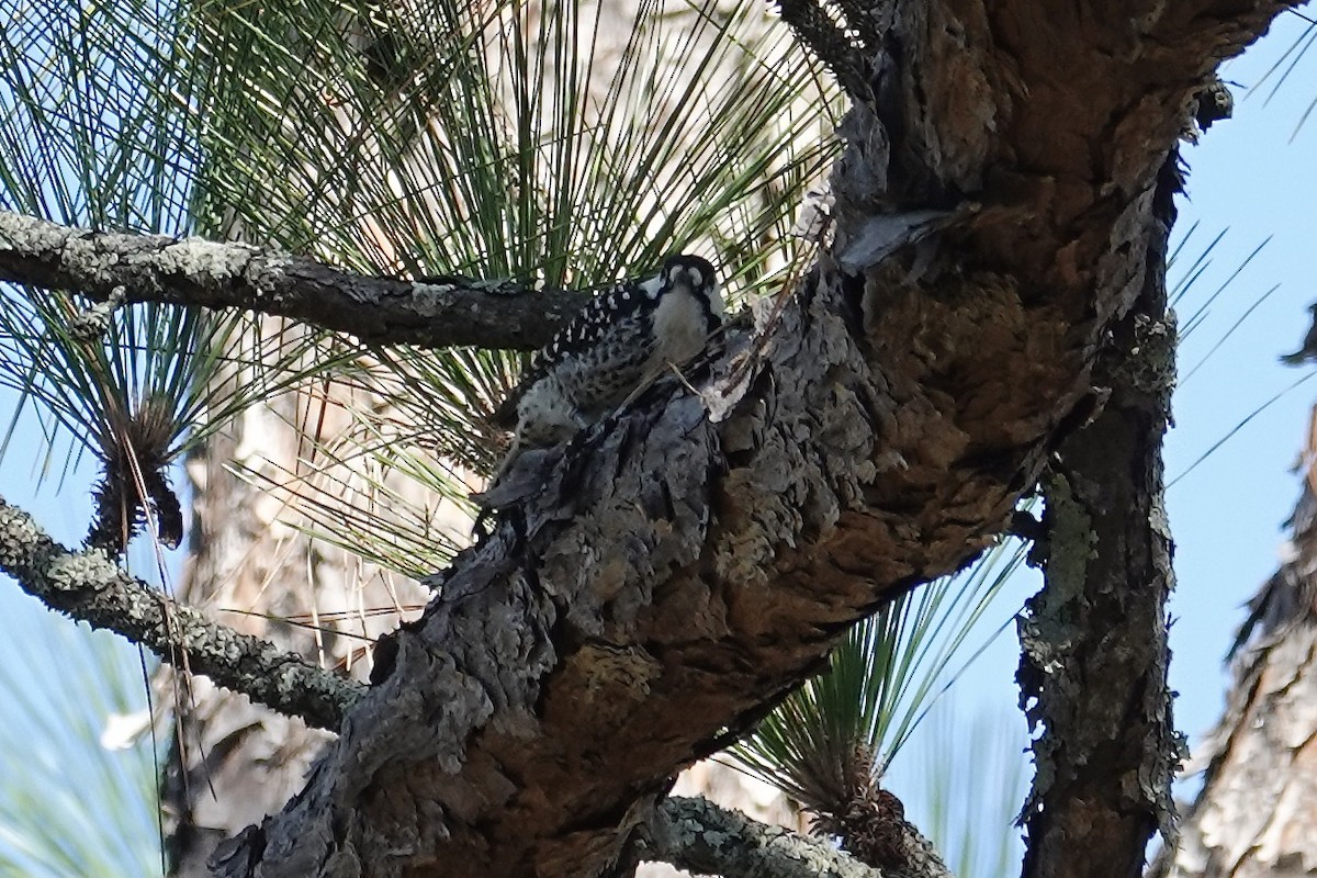 Red-cockaded Woodpecker - ML644725238