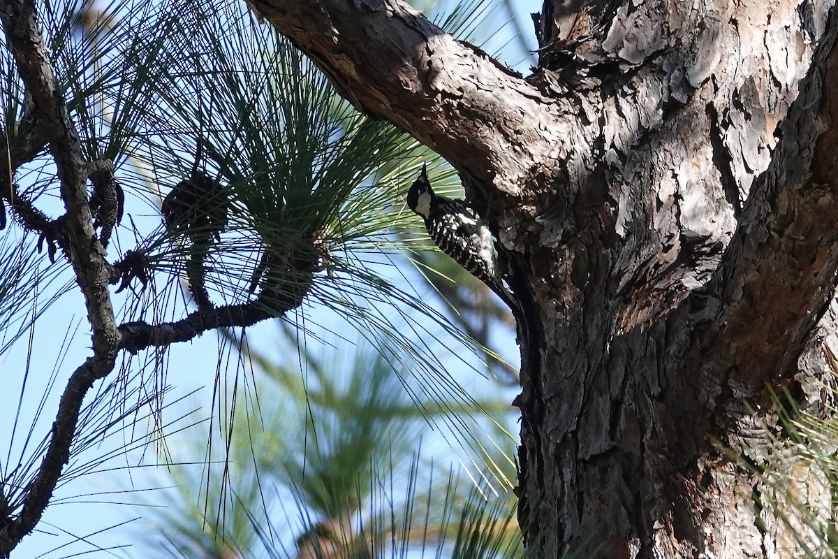 Red-cockaded Woodpecker - ML644725239