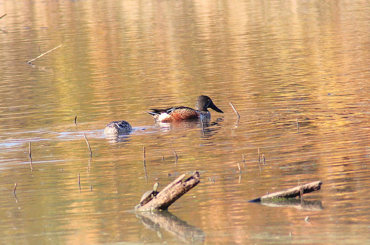 Mestolone - ML644725244