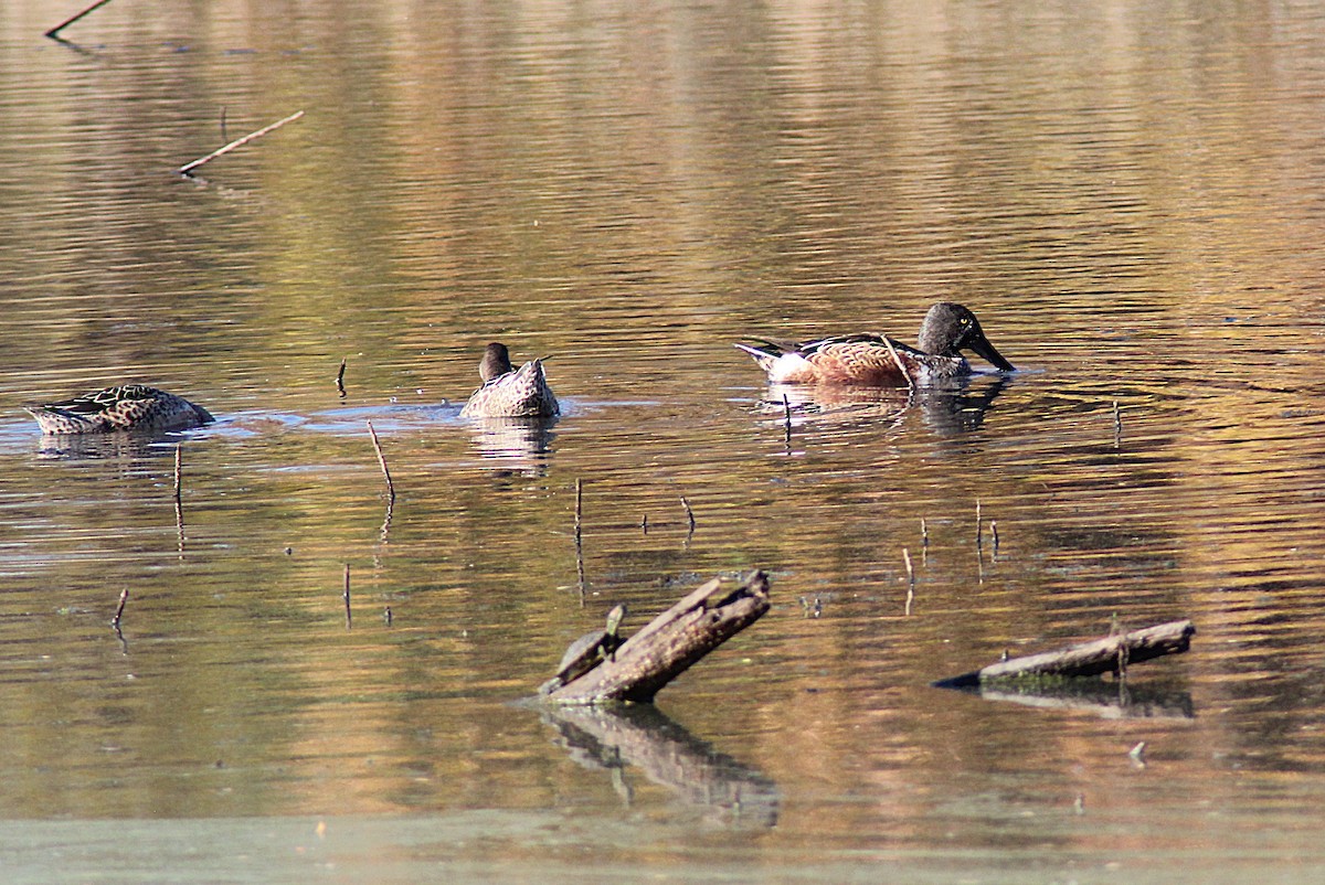 Mestolone - ML644725246