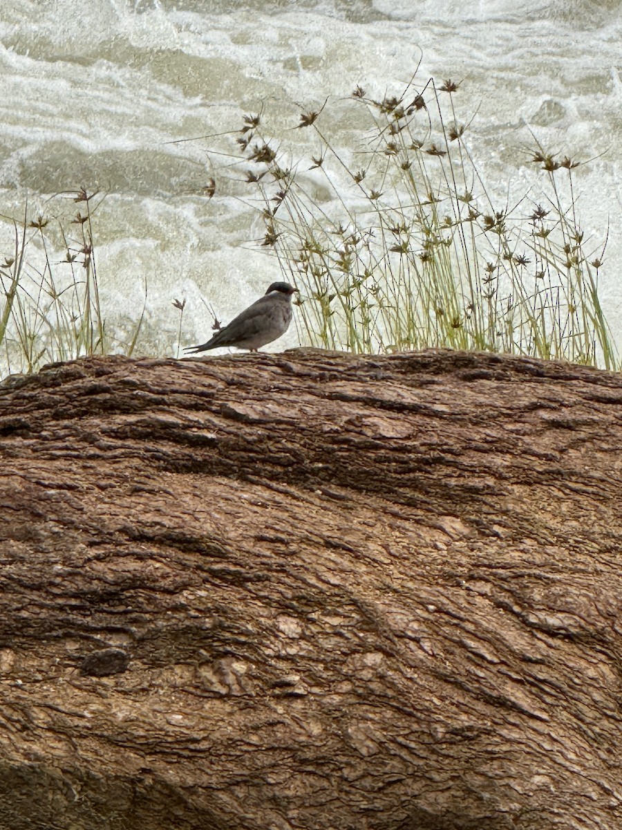 Rock Pratincole - ML644725250