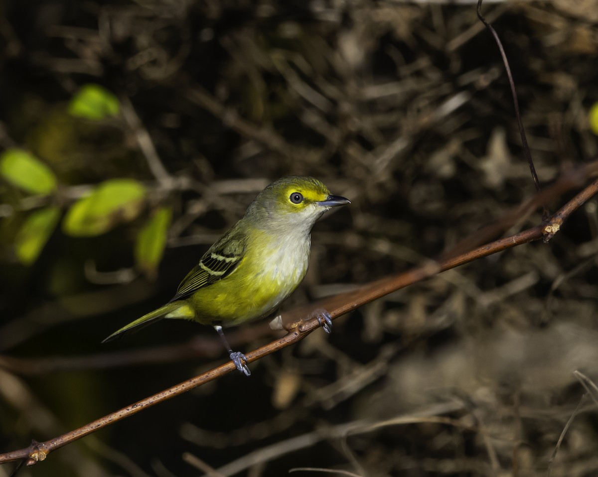 Weißaugenvireo - ML644725259
