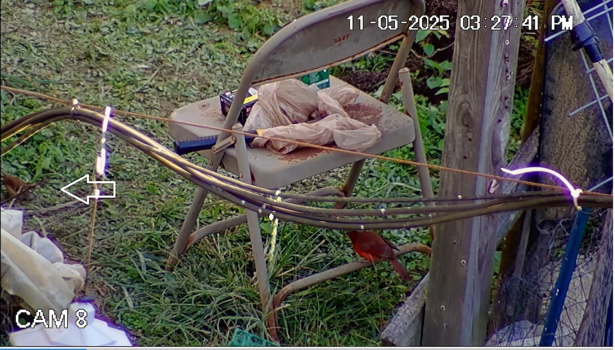 Carolina Wren - ML644725262