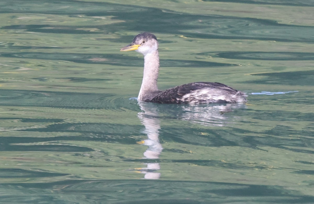 gråstrupedykker - ML644725292