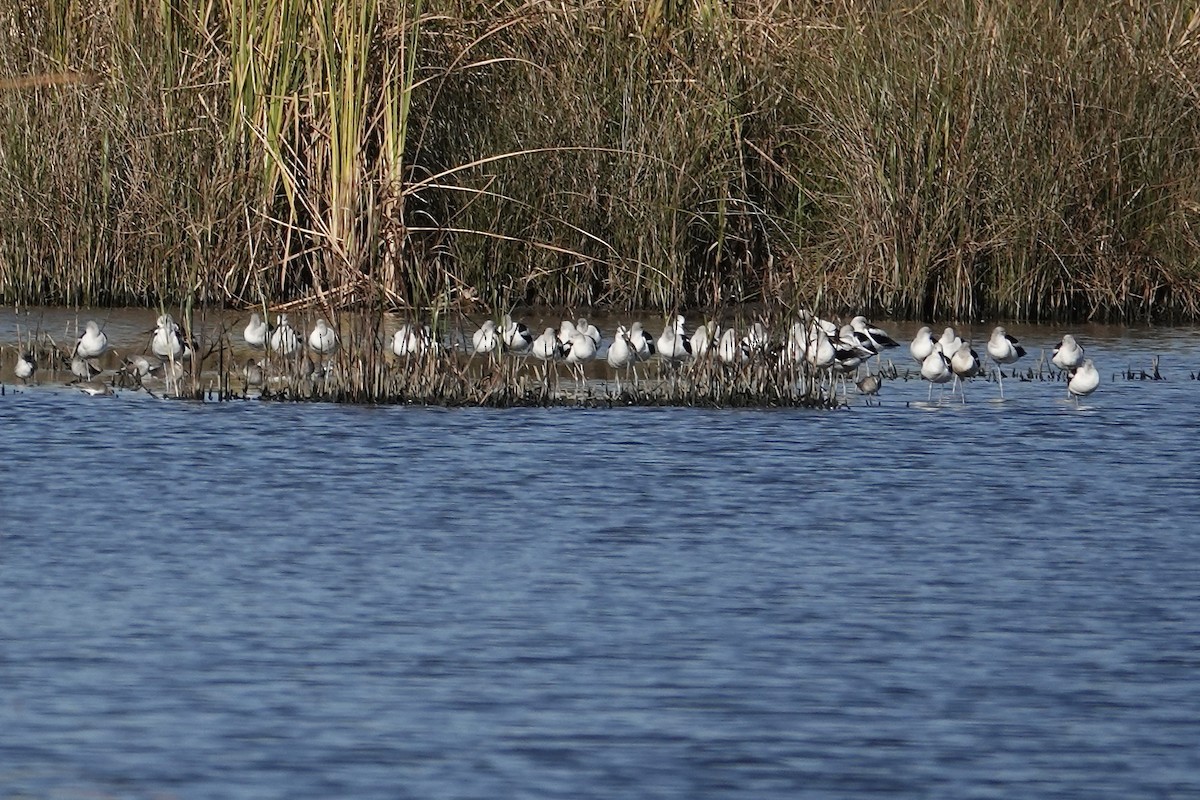 American Avocet - ML644725300