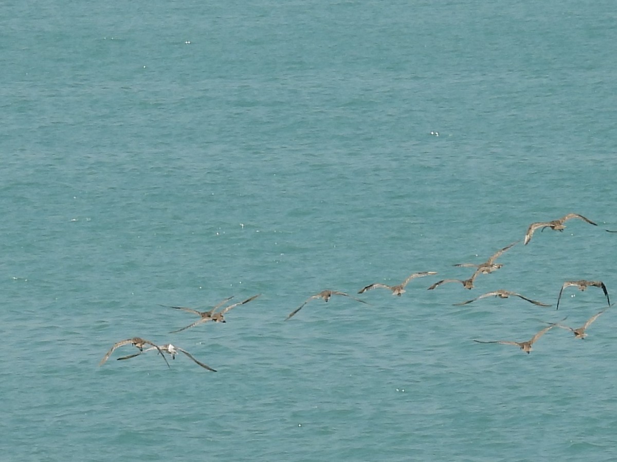 חרמשון גדול - ML644725319