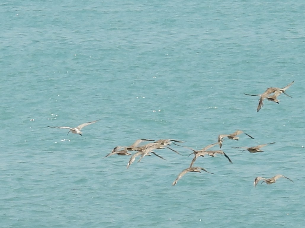 חרמשון גדול - ML644725320