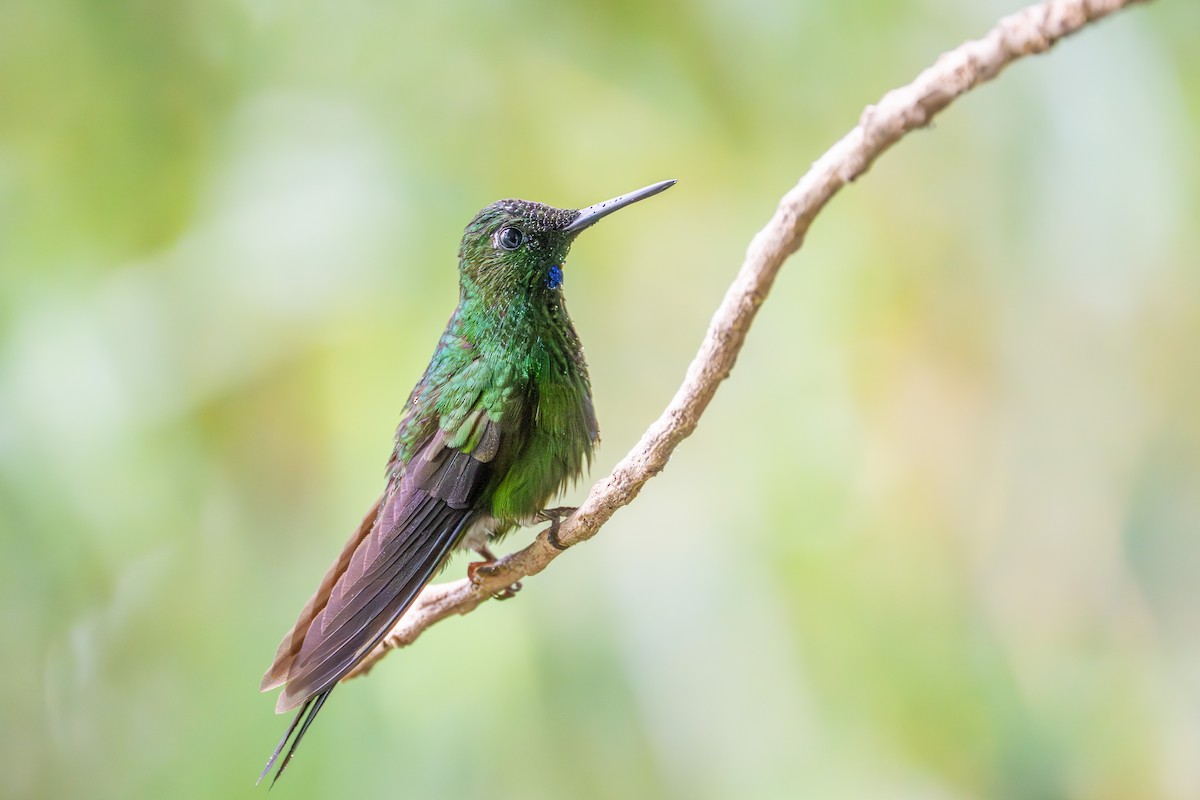 Green-crowned Brilliant - ML644725323