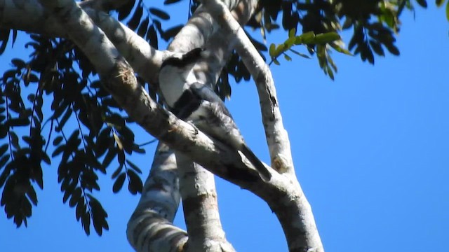 White-necked Puffbird - ML644725328