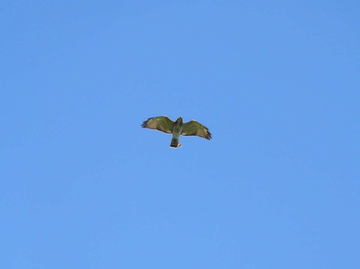 Broad-winged Hawk - ML644725333