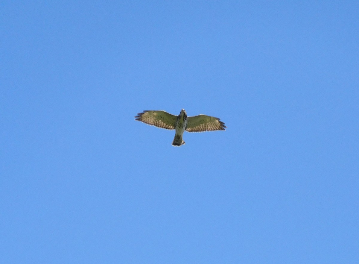 Broad-winged Hawk - ML644725334