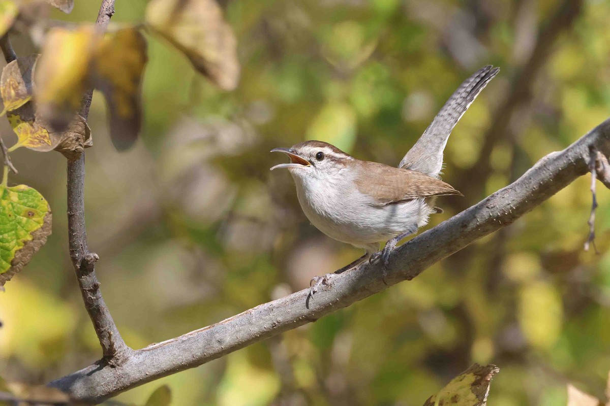 Підбуреник - ML644725335