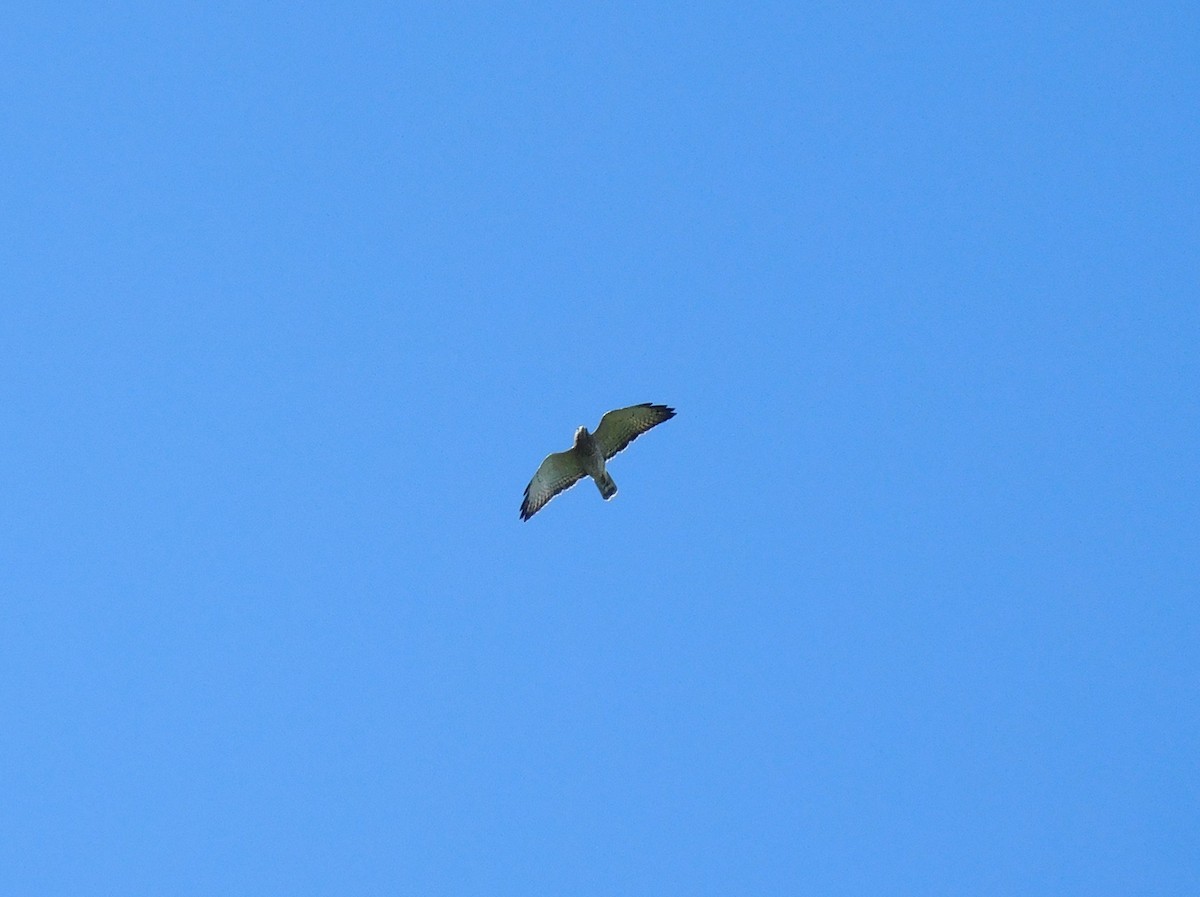 Broad-winged Hawk - ML644725336