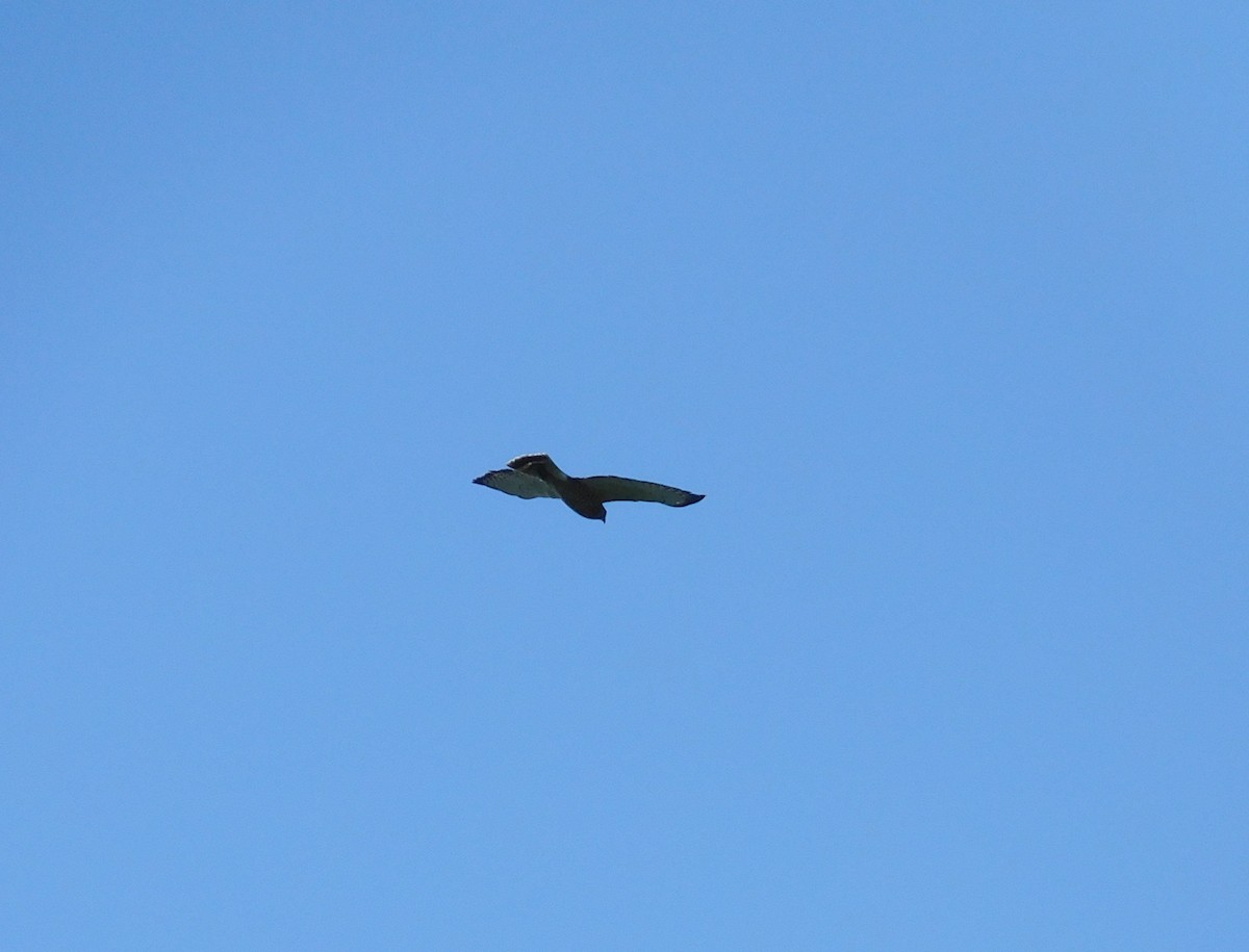 Broad-winged Hawk - ML644725337