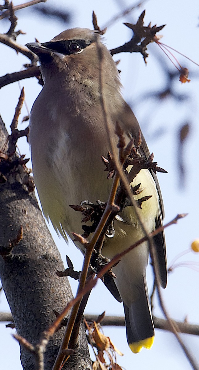 Cedar Waxwing - ML644725341