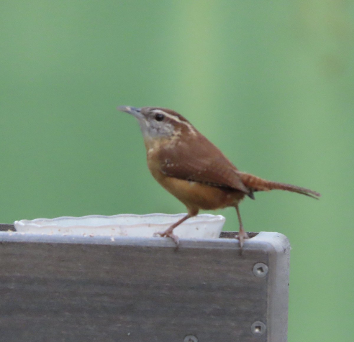 Carolina Wren - ML644725364