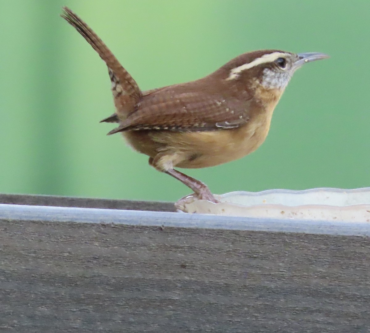 Carolina Wren - ML644725365
