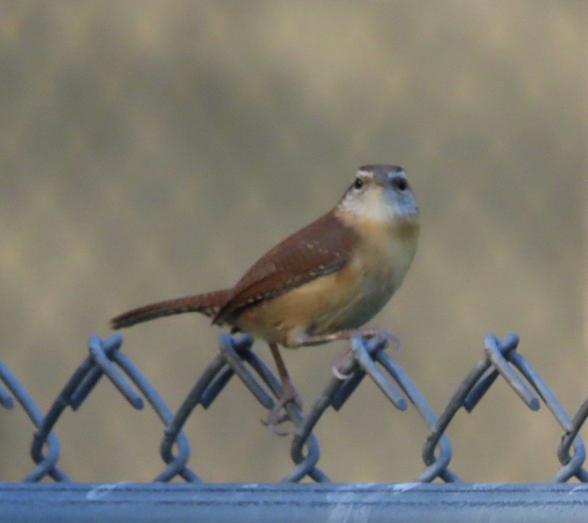 Carolina Wren - ML644725366