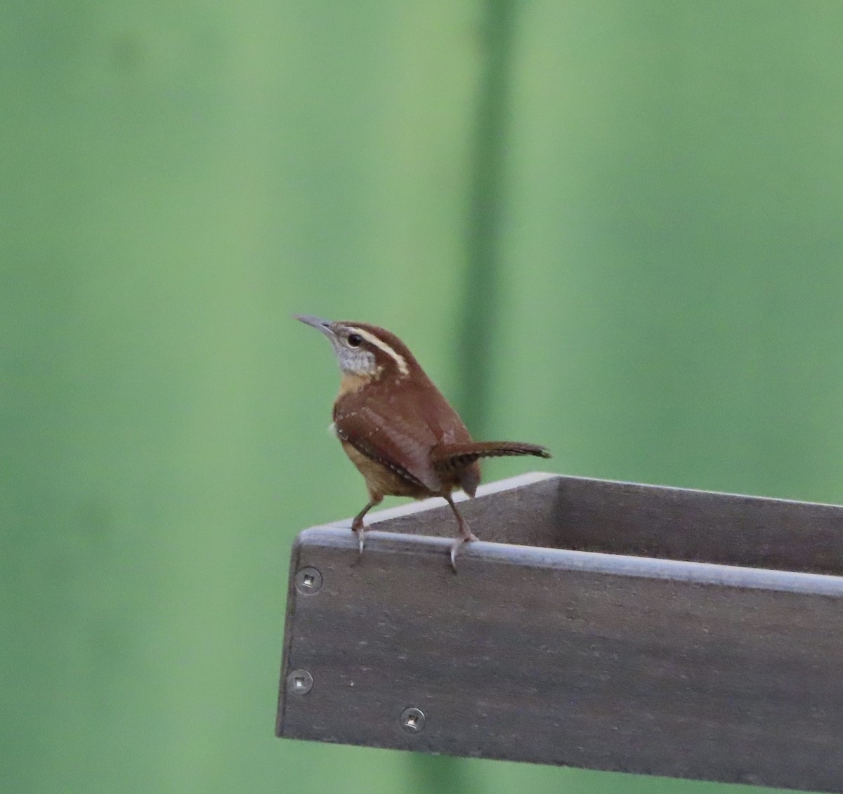 Carolina Wren - ML644725367