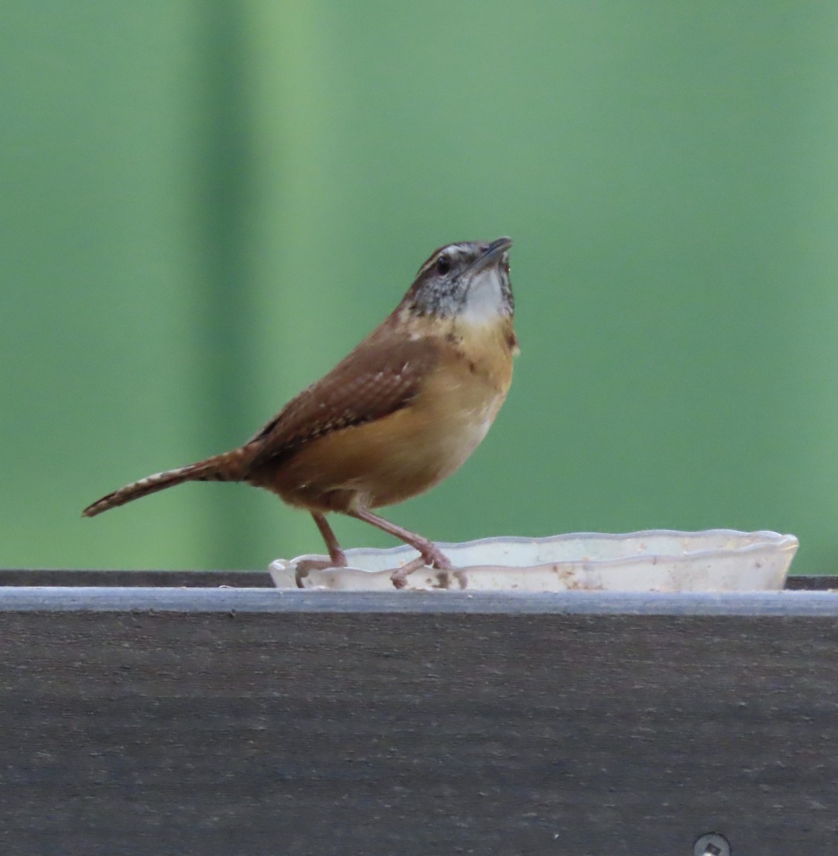 Carolina Wren - ML644725368