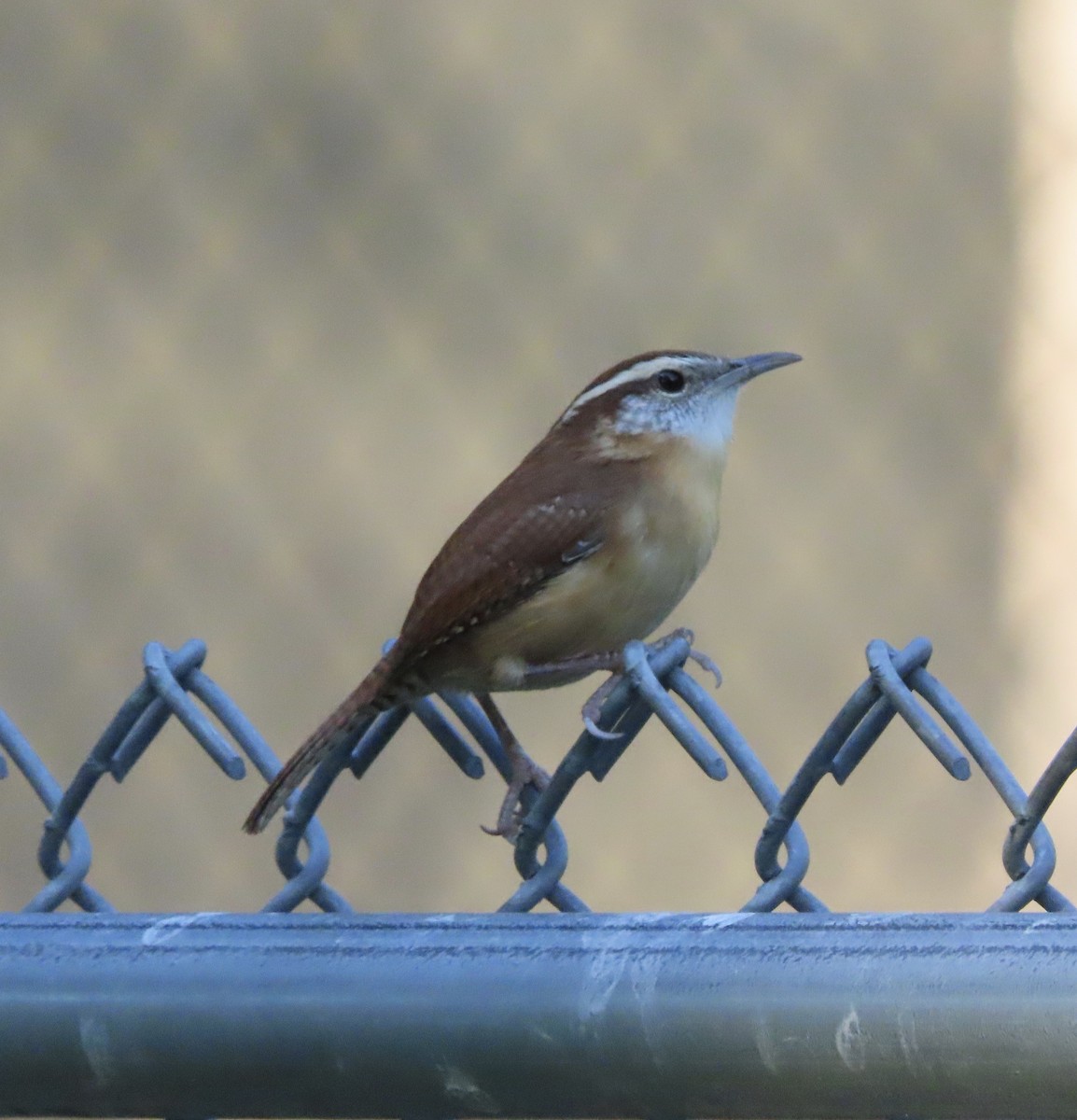 Carolina Wren - ML644725369