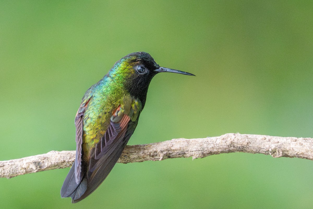 Black-bellied Hummingbird - ML644725370