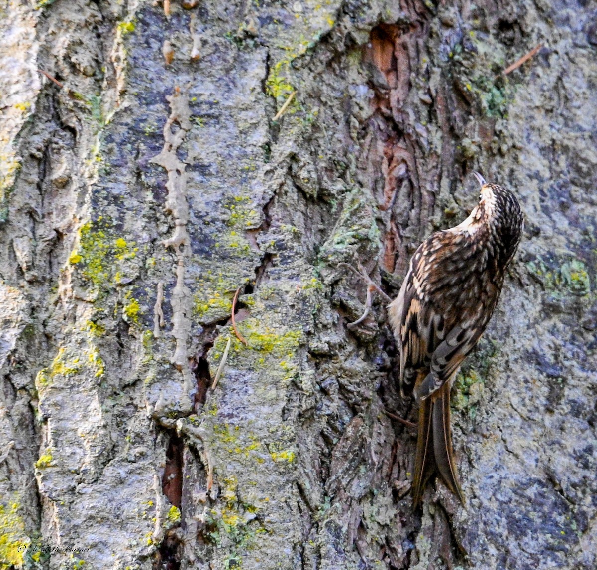 Brown Creeper - ML644725372