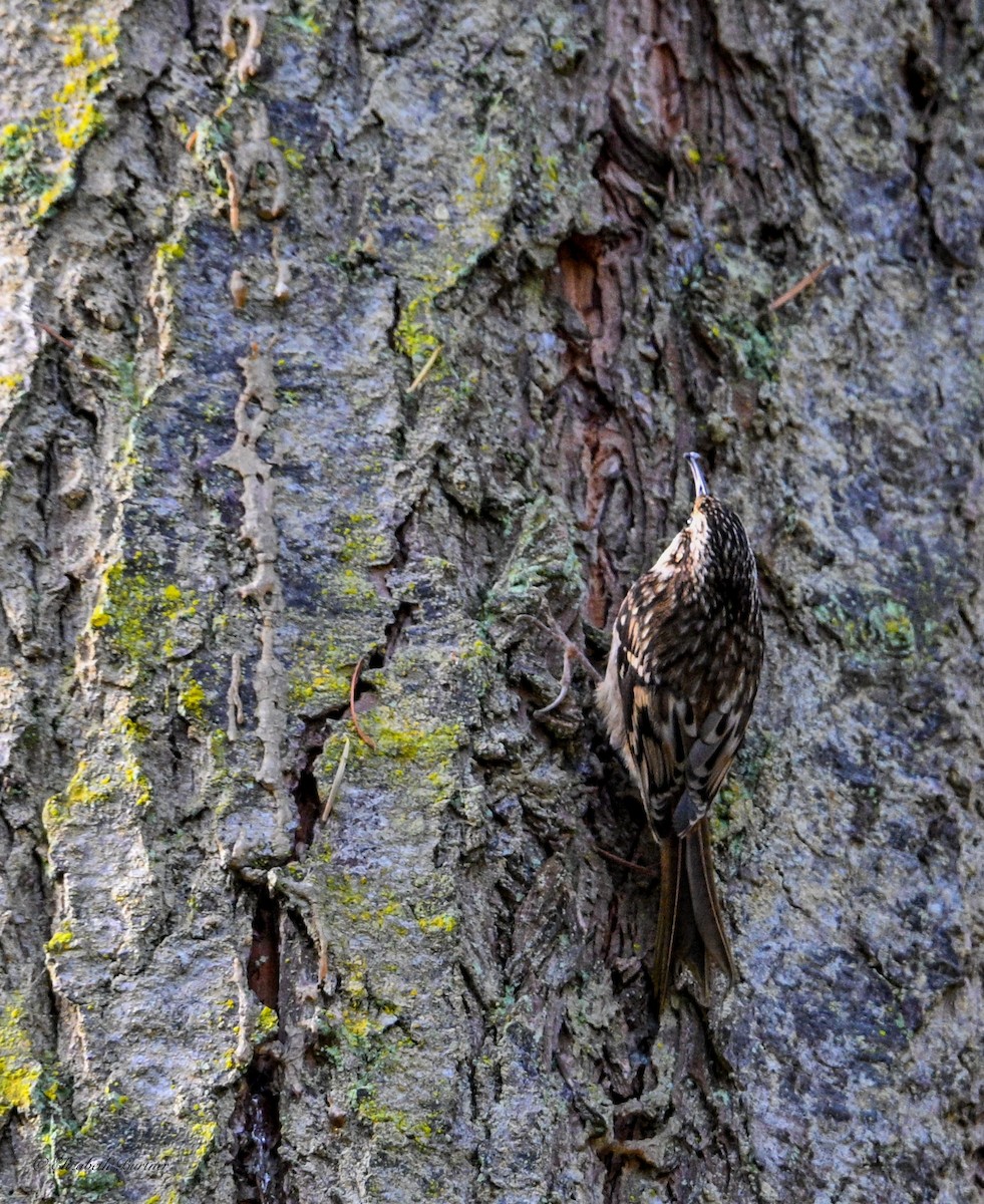 Brown Creeper - ML644725373