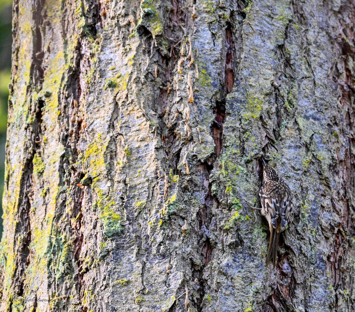 Brown Creeper - ML644725374